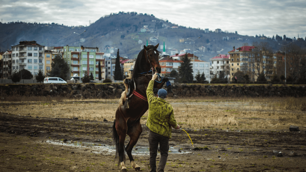 Training a Horse