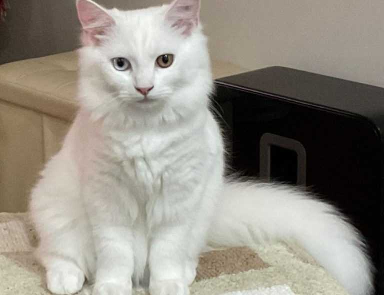 lightniteone new version for pc