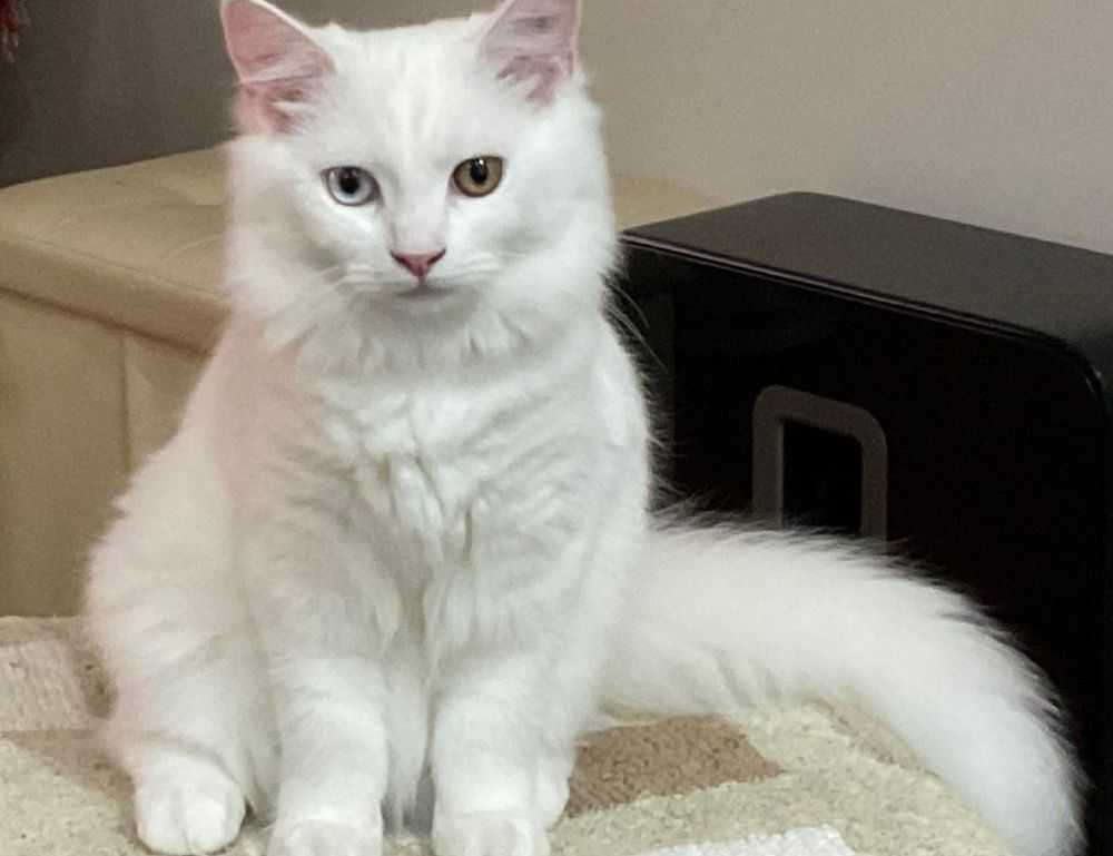 lightniteone new version for pc