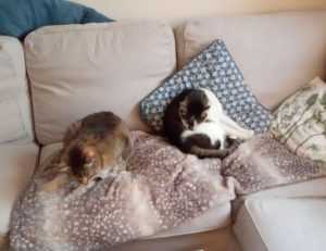 valan slap845 on mac