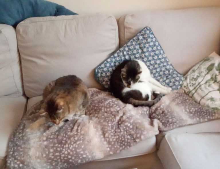 valan slap845 on mac