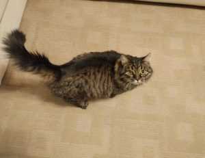 what is 8tshare6a python code